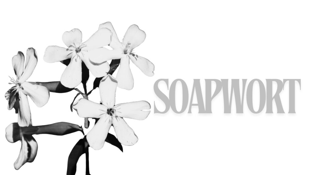 soapwort elemis resurfacing pads